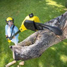 Best Storm Damage Tree Cleanup  in Purvis, MS