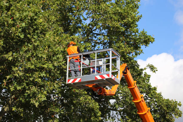 Best Tree Maintenance Programs  in Purvis, MS