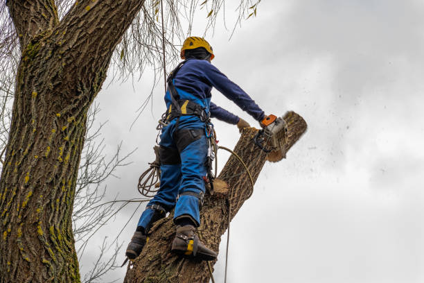 How Our Tree Care Process Works  in  Purvis, MS
