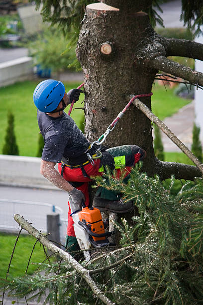 Best Tree Preservation Services  in Purvis, MS