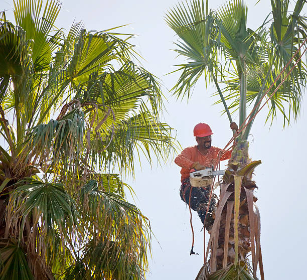 Purvis, MS Tree Services Company
