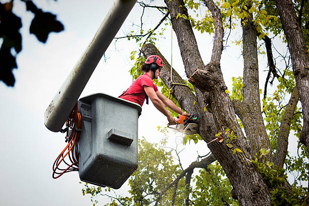 Best Seasonal Cleanup (Spring/Fall)  in Purvis, MS